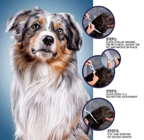 Pet Anti-Flea Collar Steps